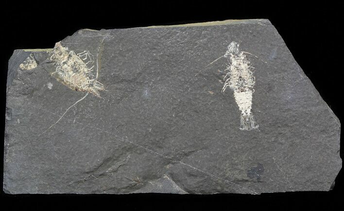 Carboniferous Shrimp-Like Crustacean (Tealliocaris) - Scotland #44410